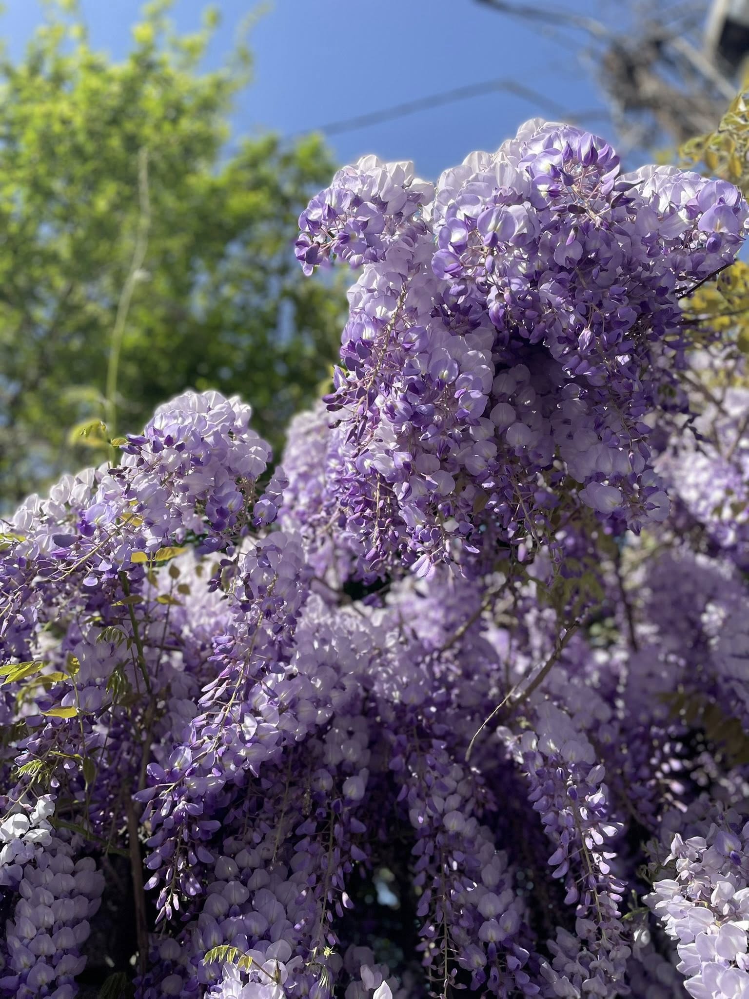بنفسج ينساب من السماء