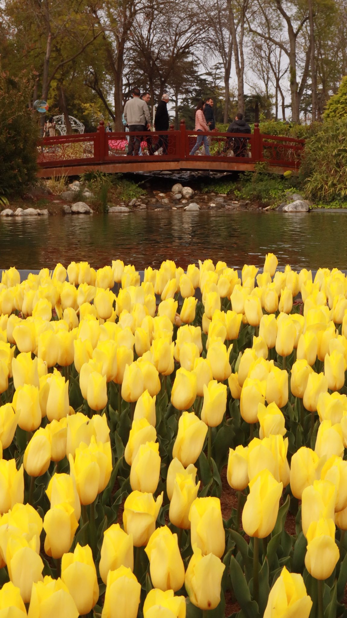 جسر فوق الماء وحقل من الضوء