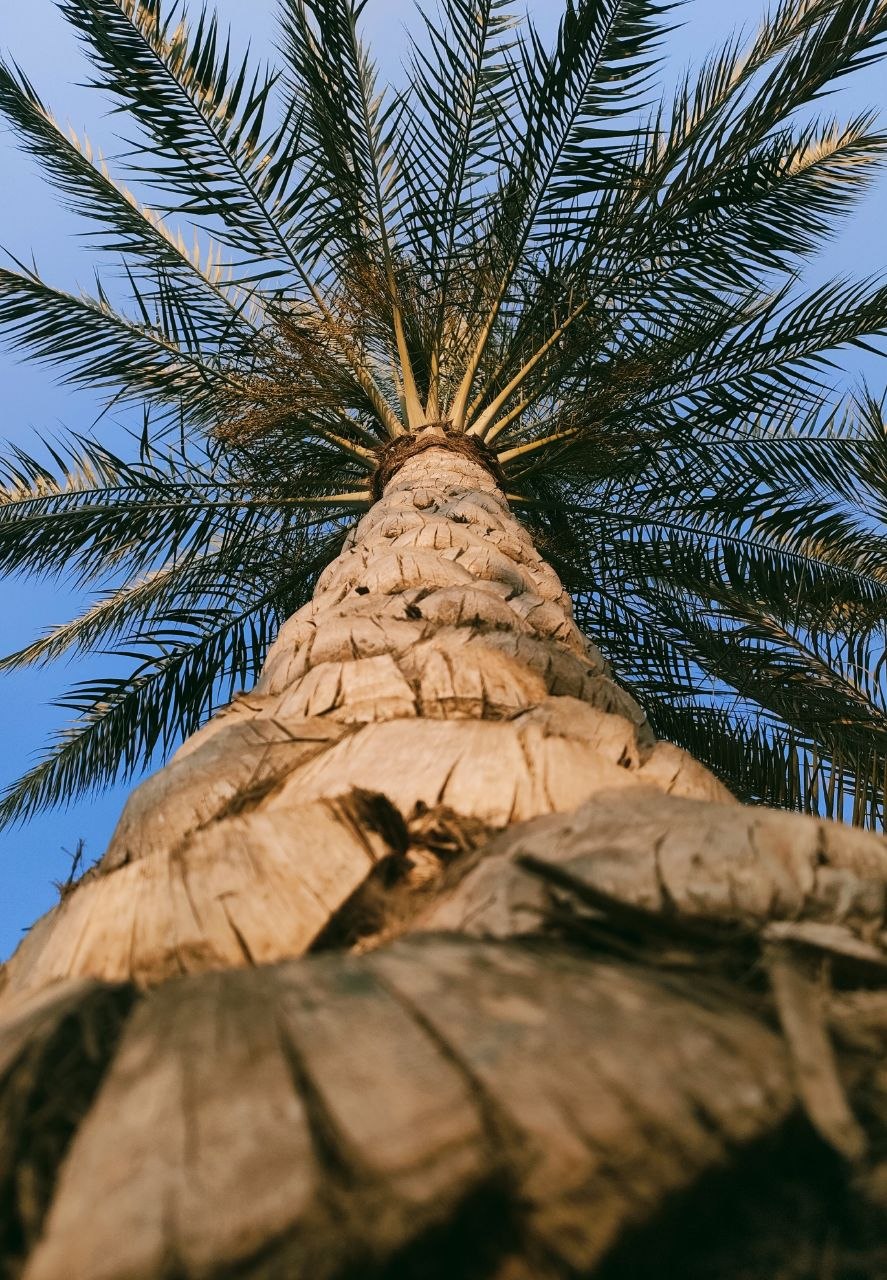 عمل للمصور ملك محمد عويجان
