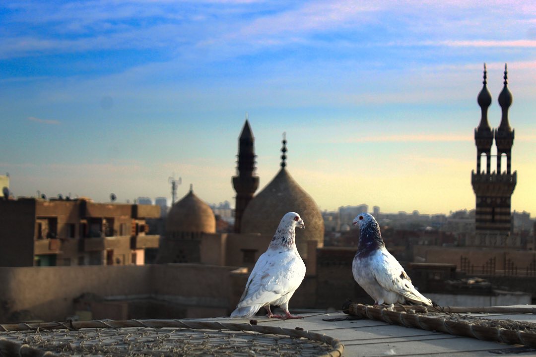 Mariam Abd El Gahny