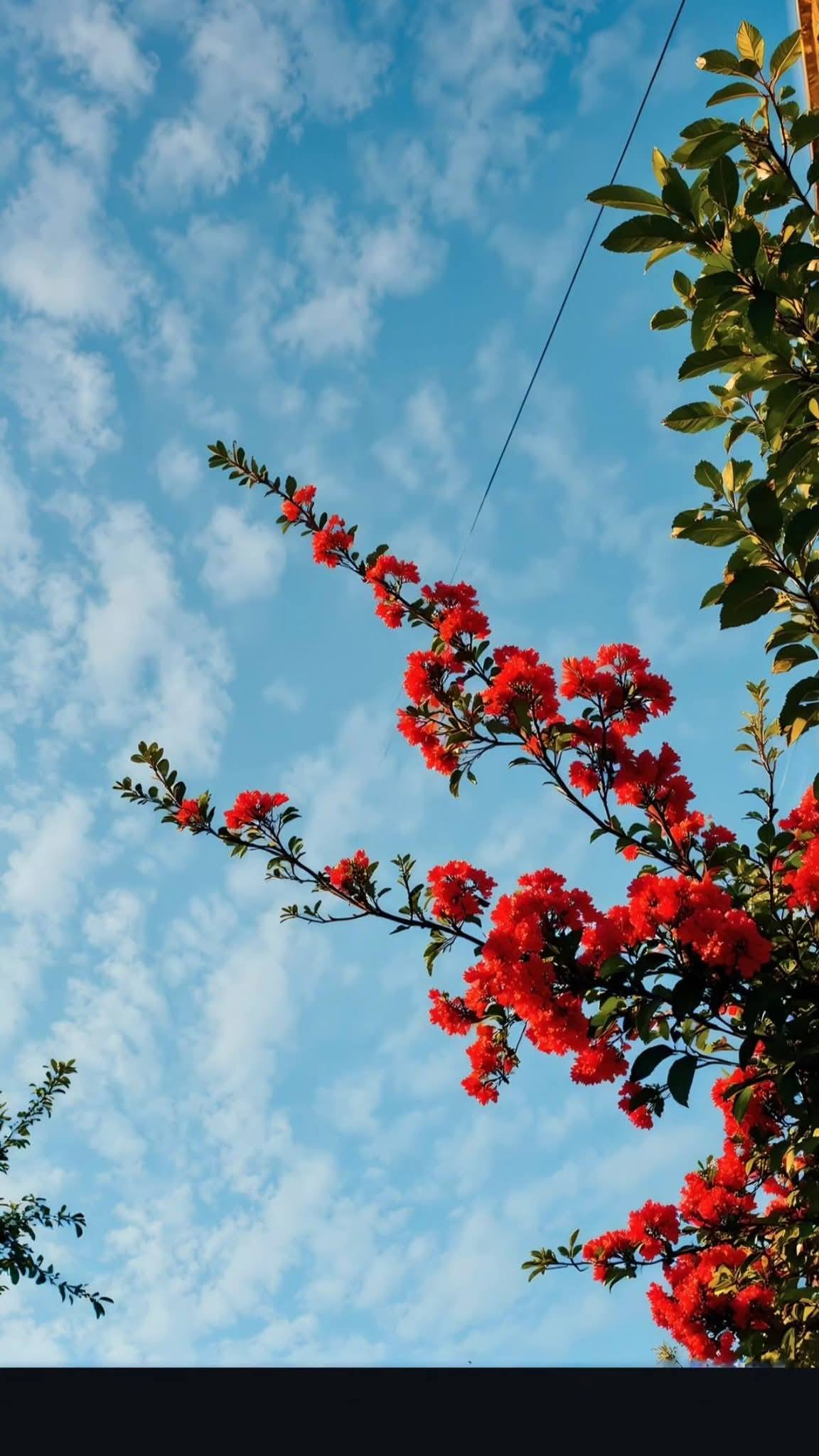معرض الصور
