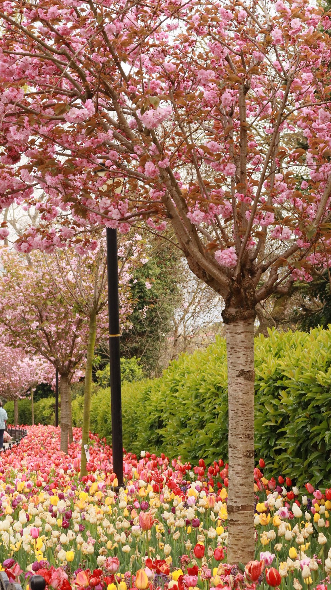 حين تتفتح الأشجار فوق التوليب