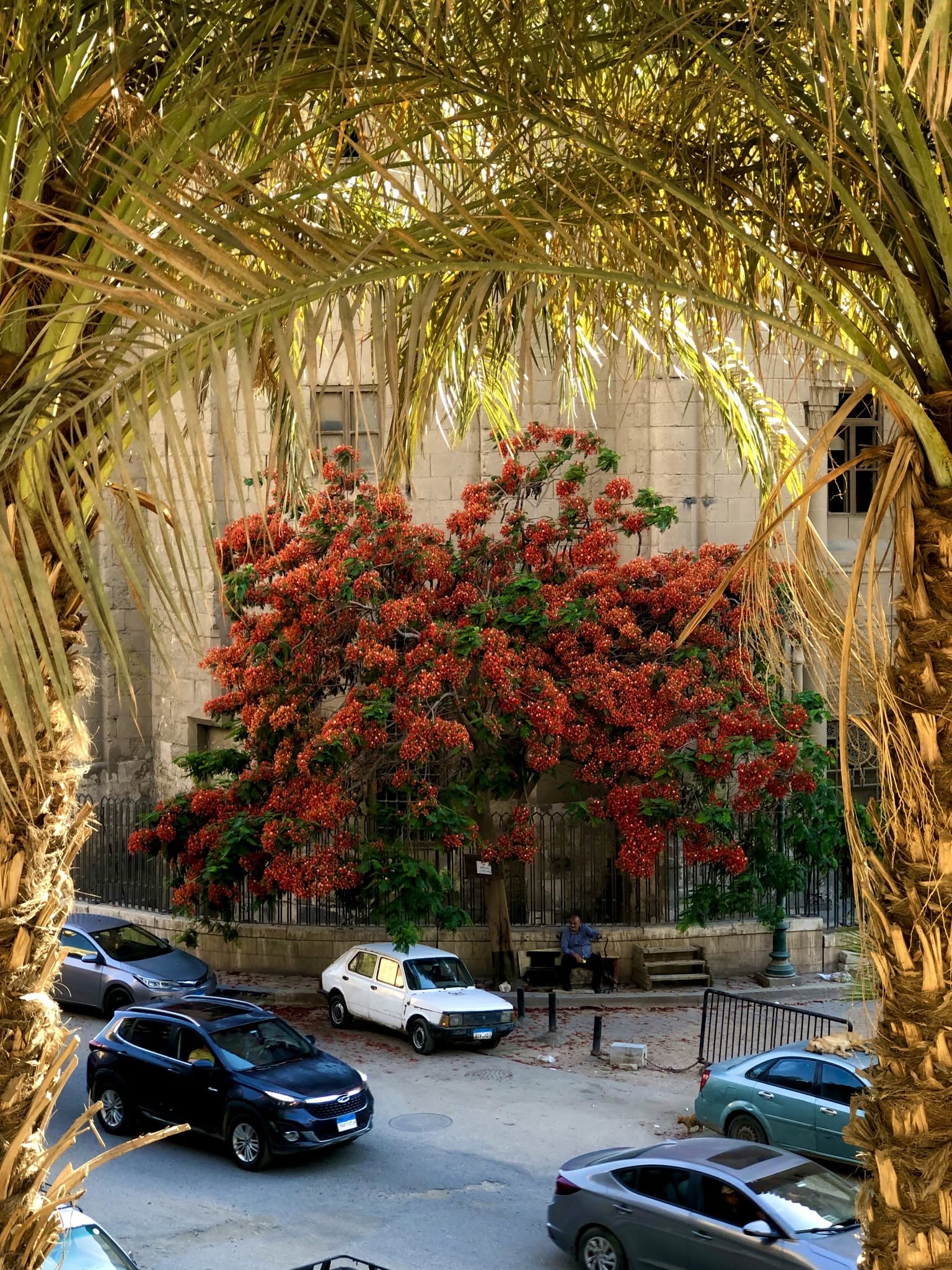 Abdullah Ashour
