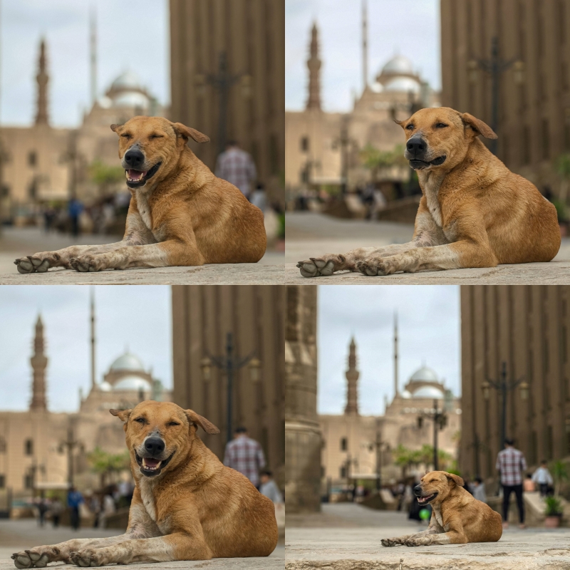 Abdulrahman Gamal