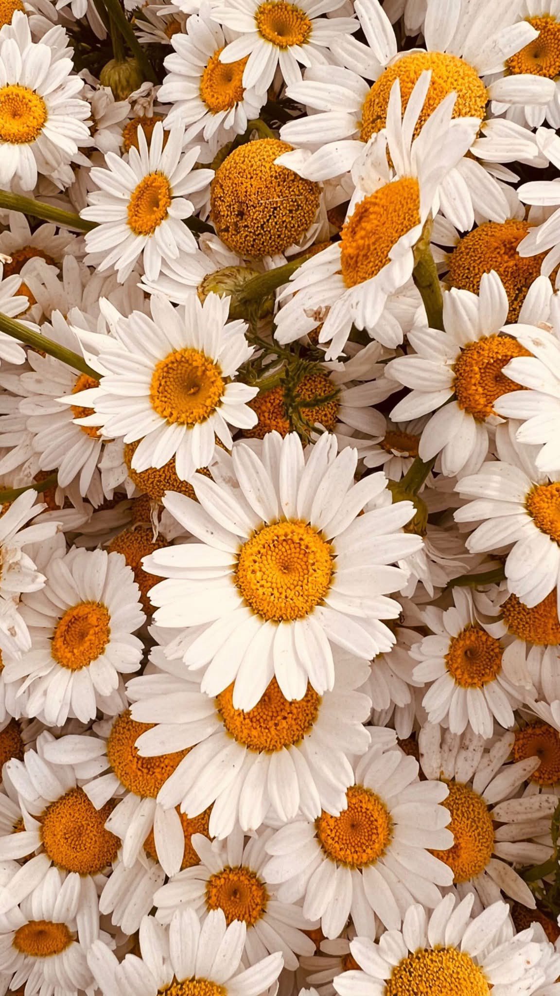 بياض التفاصيل الصغيرة