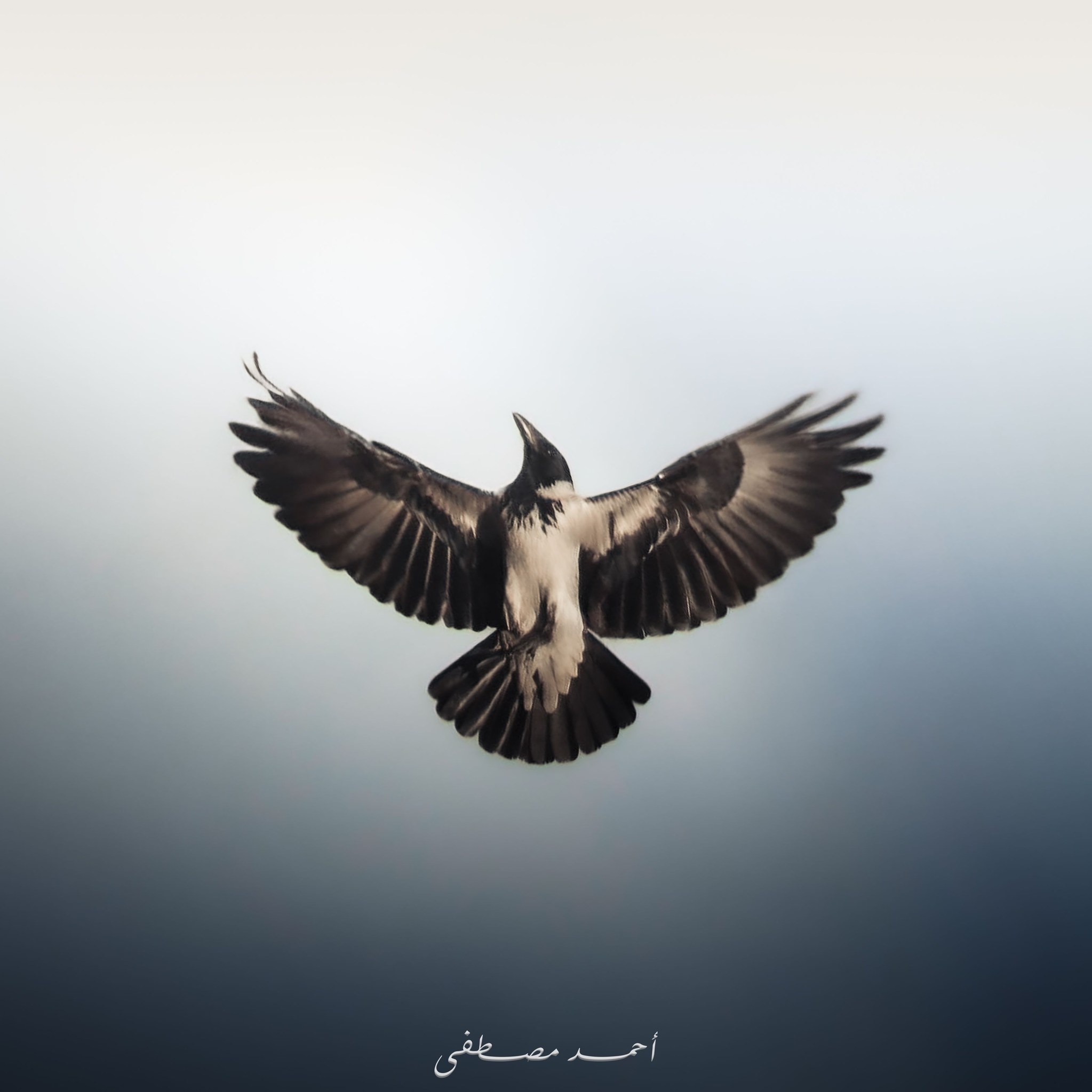 Ahmed Mustafa