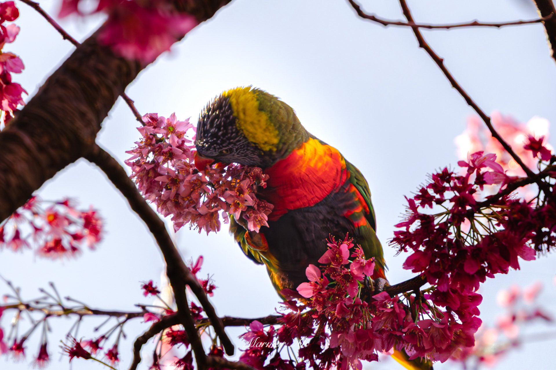سلايدر القسم