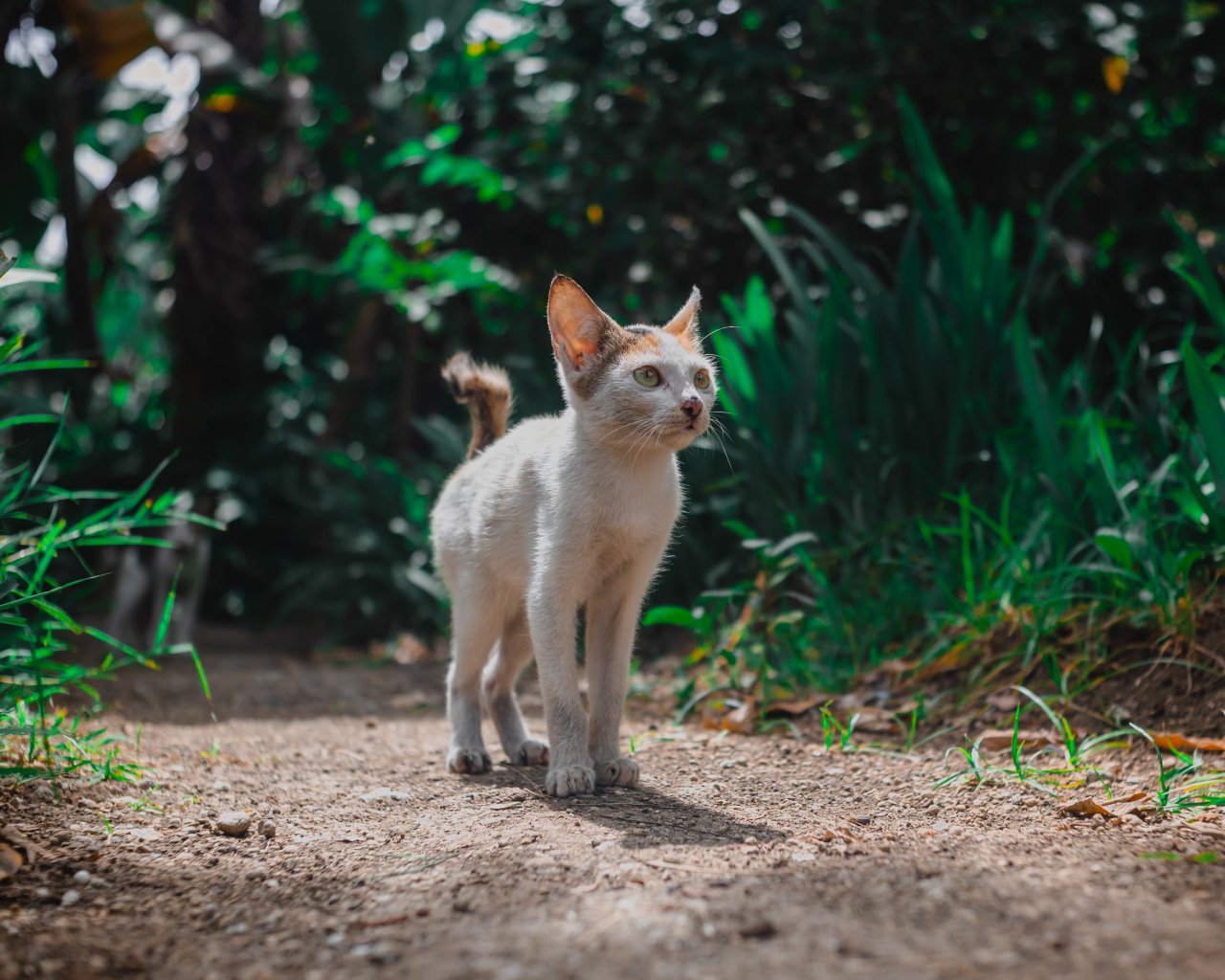 سلايدر القسم